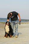 sitting Bernese Mountain Dog