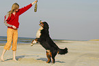 Bernese Mountain Dog