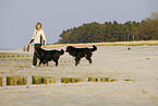Bernese Mountain Dogs