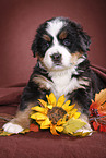 Bernese Mountain Dog Puppy