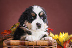 Bernese Mountain Dog Puppy