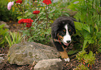 Bernese Mountain Dog puppy