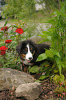 Bernese Mountain Dog puppy