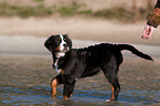 young Bernese Mountain Dog