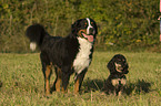 2 dogs