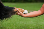 Bernese Mountain Dog paw