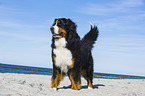 Bernese Mountain Dog