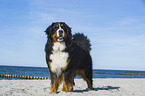 Bernese Mountain Dog