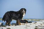 Bernese Mountain Dog