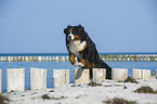 jumping Bernese Mountain Dog