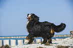 Bernese Mountain Dog