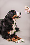 lying Bernese Mountain Dog