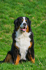 Bernese Mountain Dog