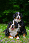 2 Bernese Mountain Dogs