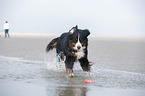 playing Bernese Mountain Dog