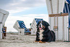 lying Bernese Mountain Dog