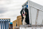 Bernese Mountain Dog Portrait