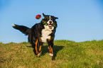 retrieving Bernese Mountain Dog