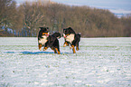 Bernese Mountain Dogs