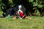 Bernese Mountain Dog Puppy