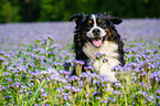 Bernese Mountain Dog Portrait