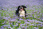 Bernese Mountain Dog Portrait