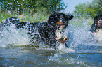 running Bernese Mountain Dog
