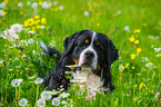 Bernese Mountain Dog Portrait