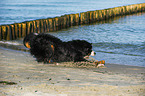 playing Bernese Mountain Dog