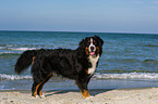 standing Bernese Mountain Dog