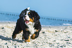 Bernese Mountain Dog Puppy