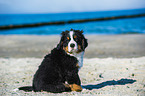 Bernese Mountain Dog Puppy