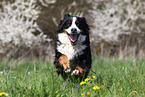 running Bernese Mountain Dog