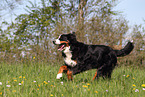 running Bernese Mountain Dog