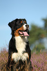 Bernese Mountain Dog Portrait