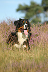 lying Bernese Mountain Dog