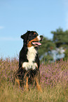 sitting Bernese Mountain Dog