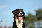 Bernese Mountain Dog Portrait