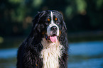 Bernese Mountain Dog Portrait