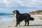 Bernese Mountain Dog