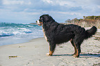 Bernese Mountain Dog