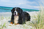 lying Bernese Mountain Dog
