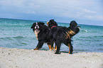 2 Bernese Mountain Dogs