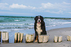 sitting Bernese Mountain Dog