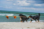 2 Bernese Mountain Dogs