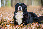 lying Bernese Mountain Dog