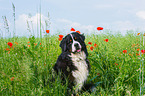 sitting Bernese Mountain Dog