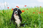 sitting Bernese Mountain Dog