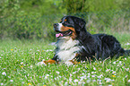 lying Bernese Mountain Dog