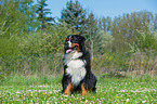 sitting Bernese Mountain Dog